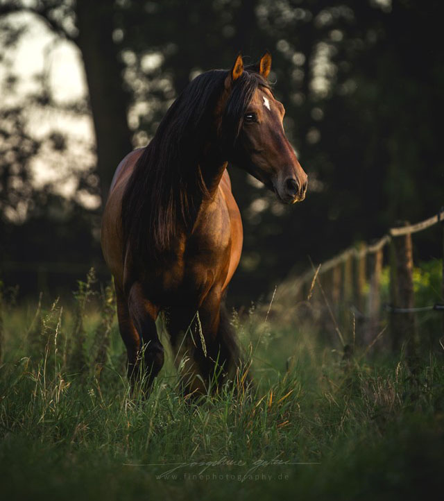 @Fine Photography, Germany